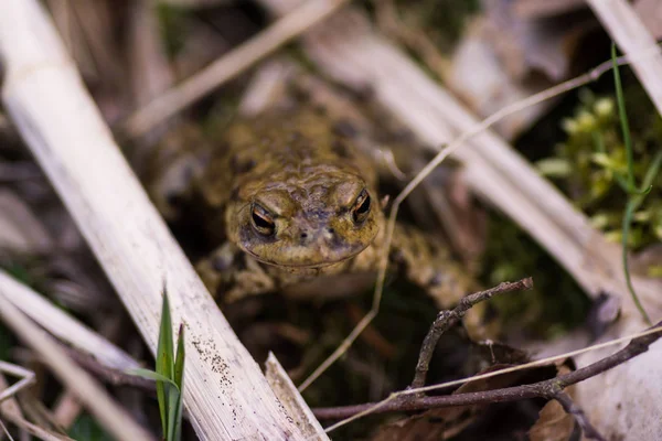 春の草原で這うヒキガエル — ストック写真