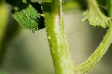 Domates Bitki yakın fotoğraf