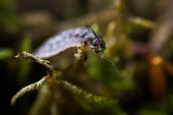 pill bug crawling on moss in forest