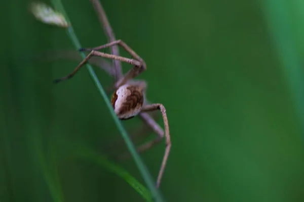 Hinweise auf Spinne im hohen Gras — Stockfoto