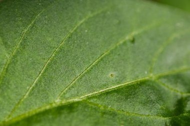 biber bitki yaprağı resmi yakın