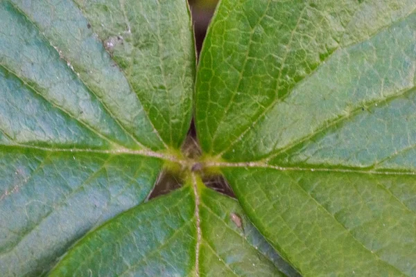 Close up imagem de folha de morango planta — Fotografia de Stock