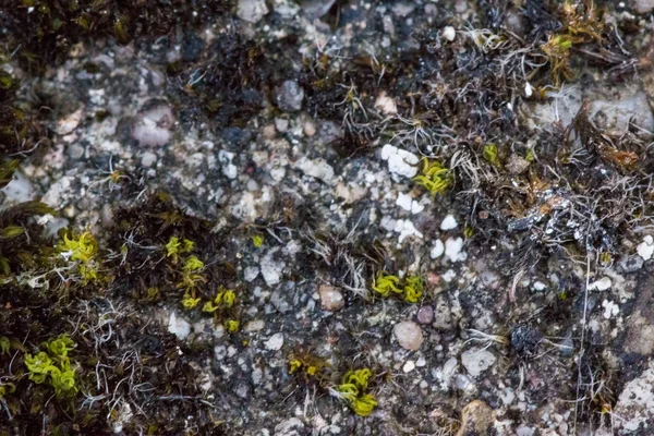 Musgo que crece en suelo de piedra — Foto de Stock