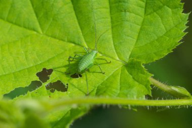 baharda yaprak yiyen yeşil çekirge