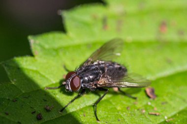 güneşli bahar günü yaprak üzerinde oturan sinek