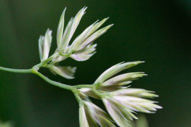 yaz aylarında çim tohumu makro fotoğrafçılık