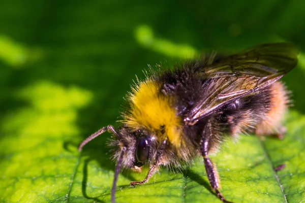 yaprak üzerinde bumblebee makro fotoğraf