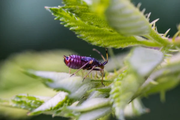 Larva de insetos sentada na folha de amora — Fotografia de Stock