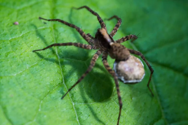 Araña lobo arrastrándose sobre la hoja de mora — Foto de Stock