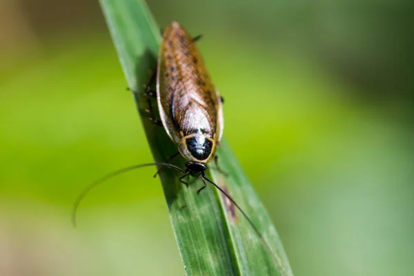 Ugly roach crawling on leaf — Stock Photo, Image