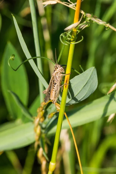 Brauner Grastrichter kriecht Pflanze hoch — Stockfoto