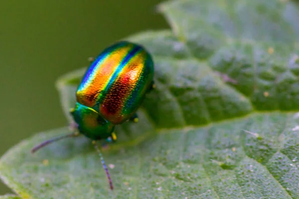 Bunter, glänzender Käfer auf Blatt — Stockfoto