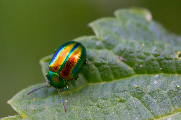 Escarabajo brillante multicolor en la hoja —  Fotos de Stock