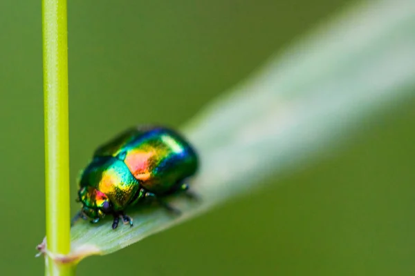 Belo besouro brilhante colorido na folha — Fotografia de Stock