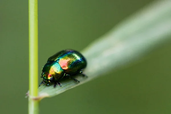 colorful shiny beetle sitting on grass