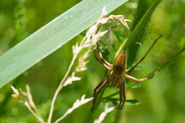 Jagd auf Spinnen Makro-Foto im Sommer — Stockfoto
