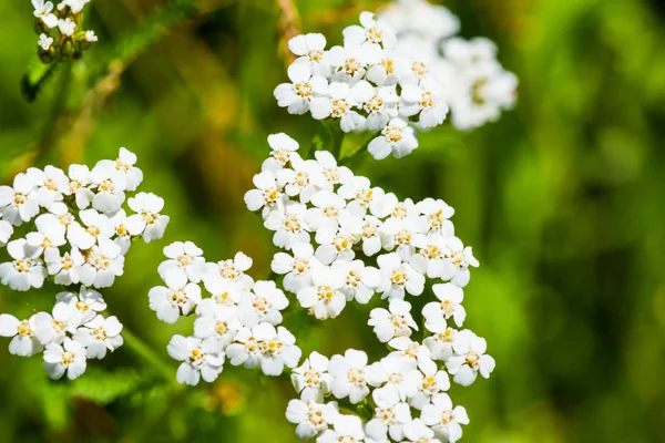 Nature white wildflower in spring Royalty Free Stock Images