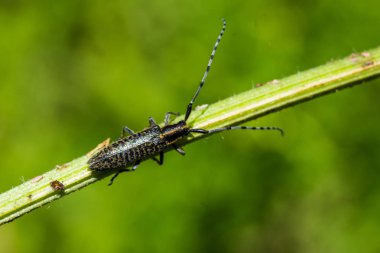 longhorn böceği çimenler üzerinde sürünen