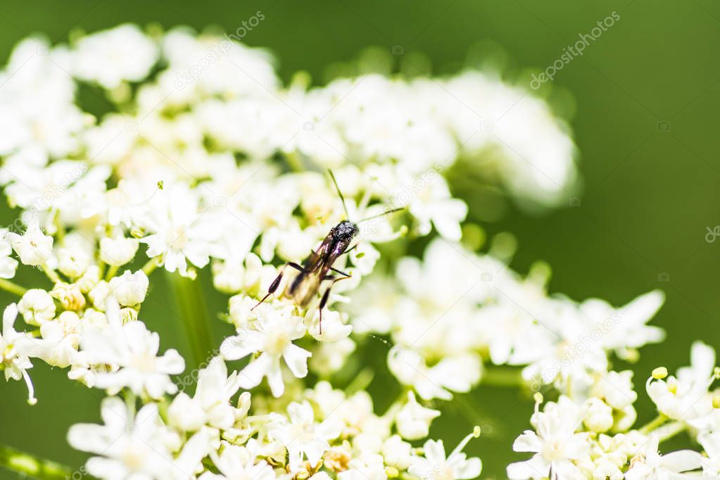 small longhorn beetle sitting on flower
