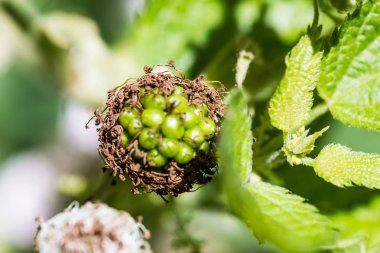 yaz yeşil meyve büyüyen böğürtlen