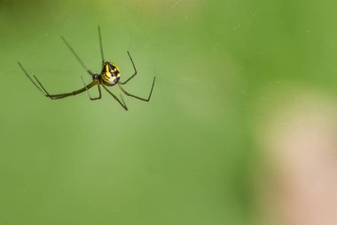 net sarı çizgili örümcek