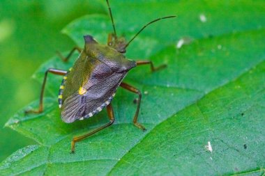 yaprak üzerinde oturan kahverengi lavabo böcek
