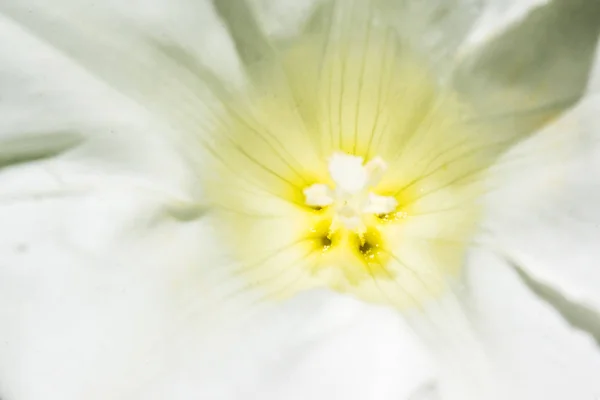 Fiore bianco fiore estivo macro — Foto Stock