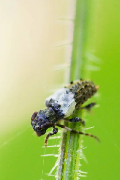 Langer Hornkäfer mit weißem Fleck — Stockfoto