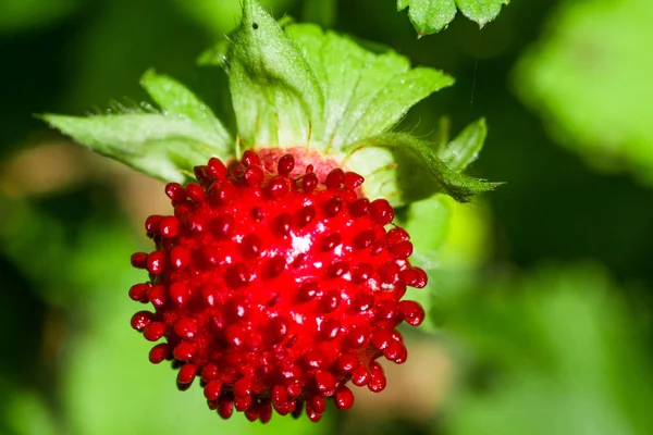 Fraise sauvage fruits rouges en été — Photo