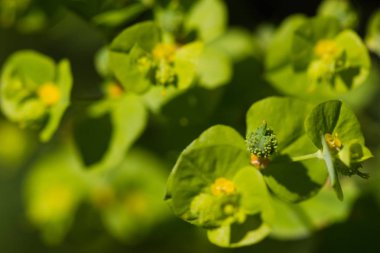 yaz aylarında yeşil sarı çiçek makro fotoğraf
