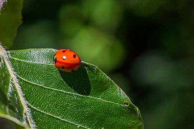 kayın yaprağı üzerinde sürünen uğur böceği böceği