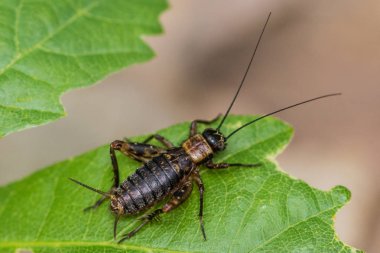 yaprak üzerinde uzun antenler ile kriket