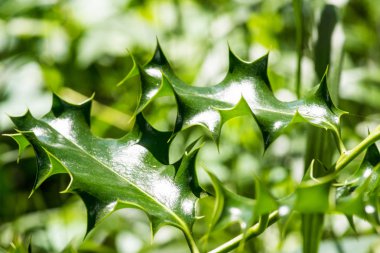 dökmeyen noel dikeni bitki yaprağı