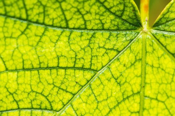 Folha de bordo verde e amarelo na primavera — Fotografia de Stock