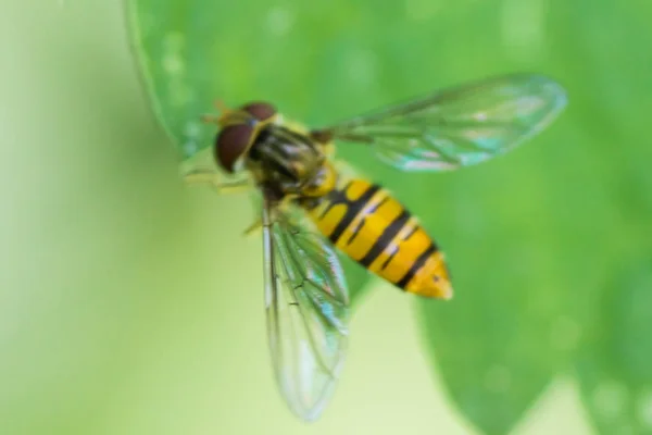 Yaprak üzerinde arı gibi görünen hover sinek — Stok fotoğraf