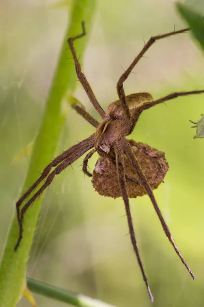 Araña de caza de patas largas que lleva huevo — Foto de Stock