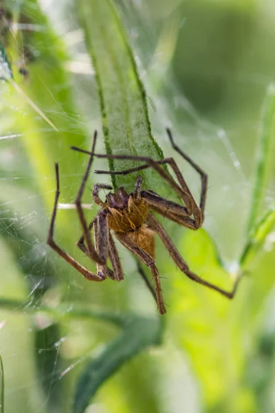 Araña de caza escondida detrás de la hoja — Foto de Stock