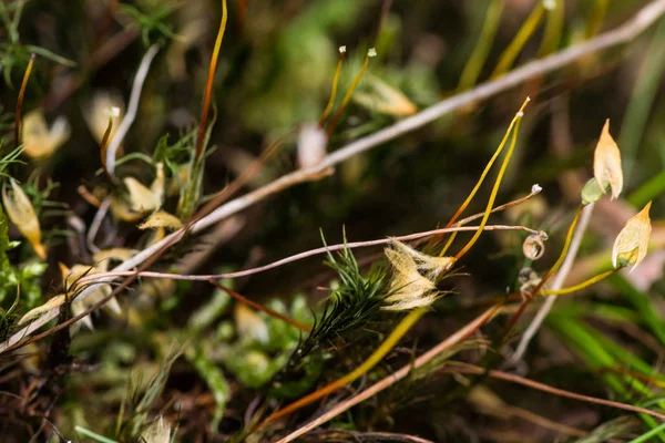 Macro picture of moss in forest — Stock Photo, Image