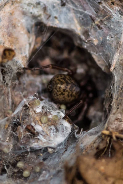 Araña en la tela escondida en el agujero — Foto de Stock