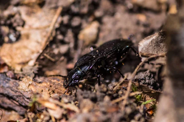 Scarabeo nero che corre sul suolo forestale — Foto Stock