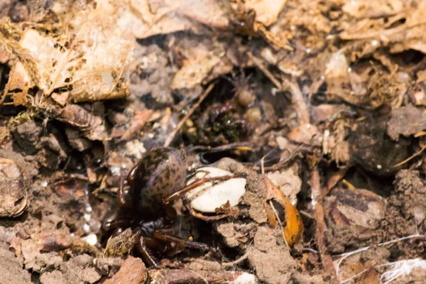 ugly fat spider on forest soil