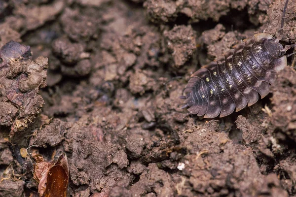 pill bug crawling on forest soil