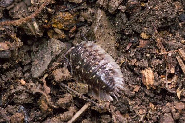 Insecto de siembra arrastrándose en el suelo del bosque — Foto de Stock