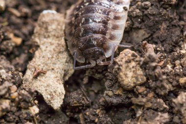 kameraya doğru sürünen böcek ekin