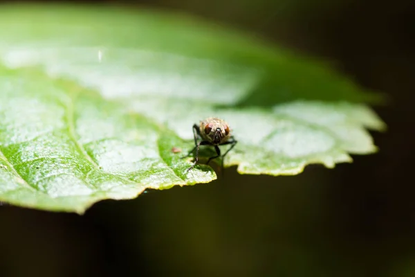 Pequena mosca sentada na borda da planta — Fotografia de Stock