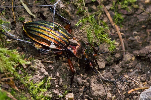 shiny goldsmith beetle in forest