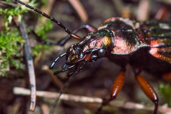 shiny goldsmith beetle in forest claws and face