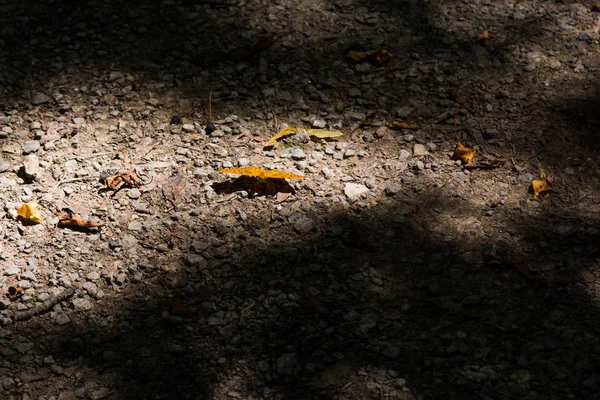 Oranger Schmetterling auf Waldweg — Stockfoto