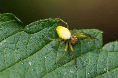 yaprak kenarında sarı yeşil örümcek