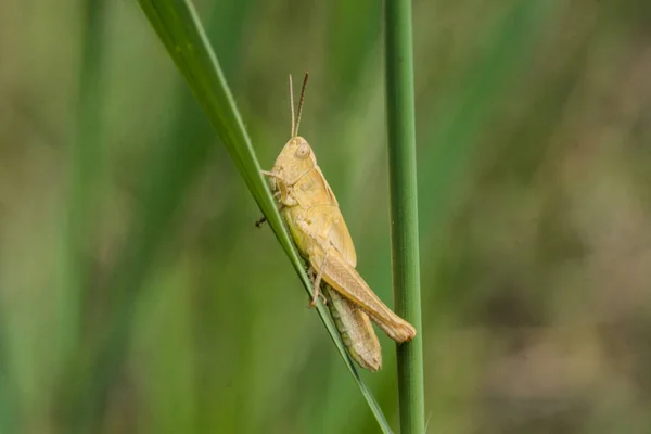 Fű Hopper másznak fű — Stock Fotó